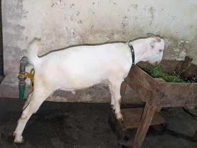 teddy bakry healthy or active hai