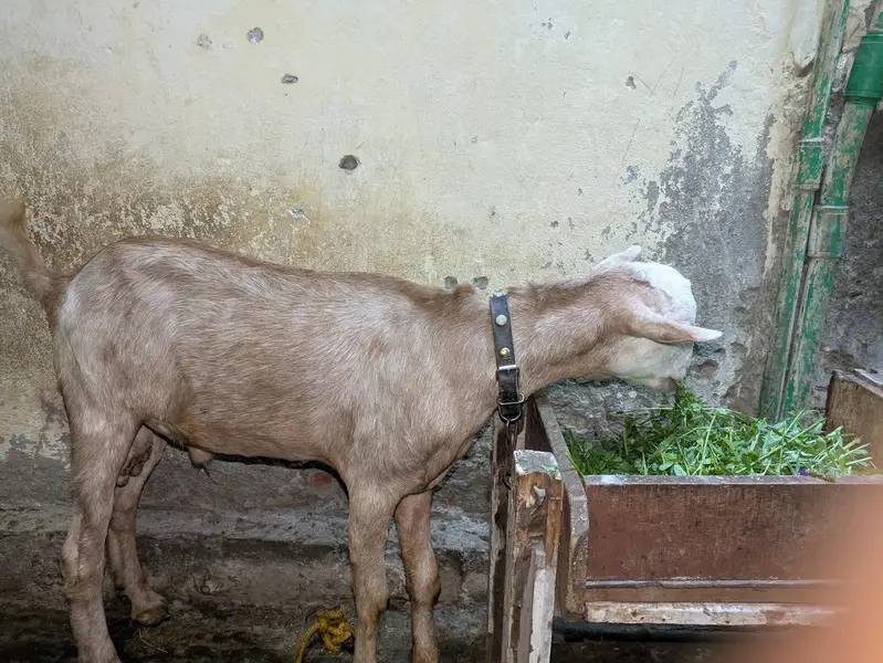 teddy bakry healthy or active hai — photo 2