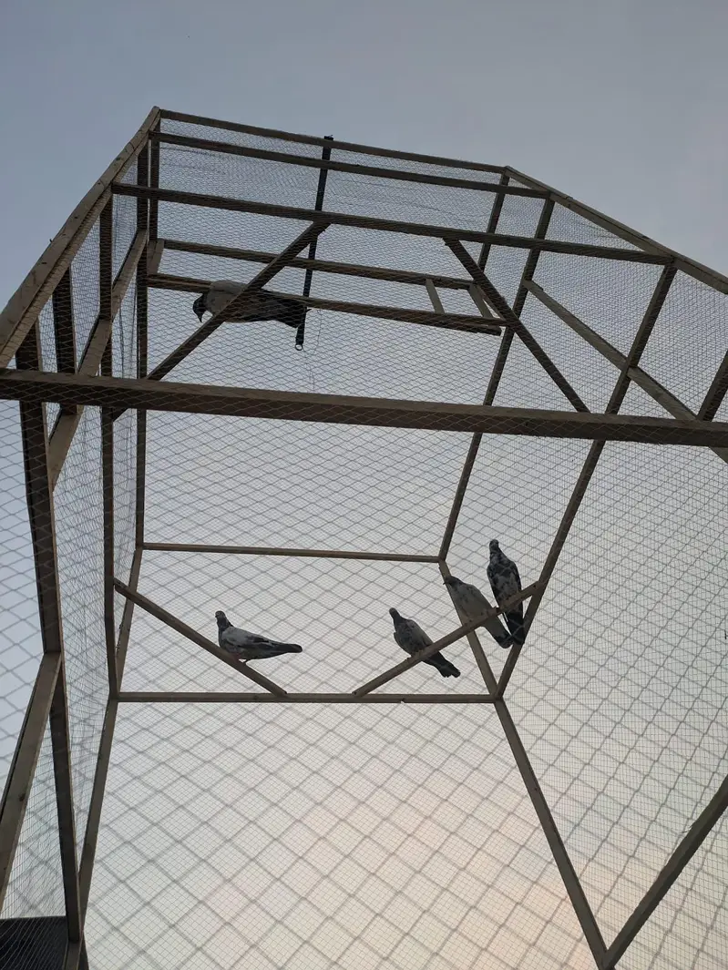 pigeon cage for sale — photo 2