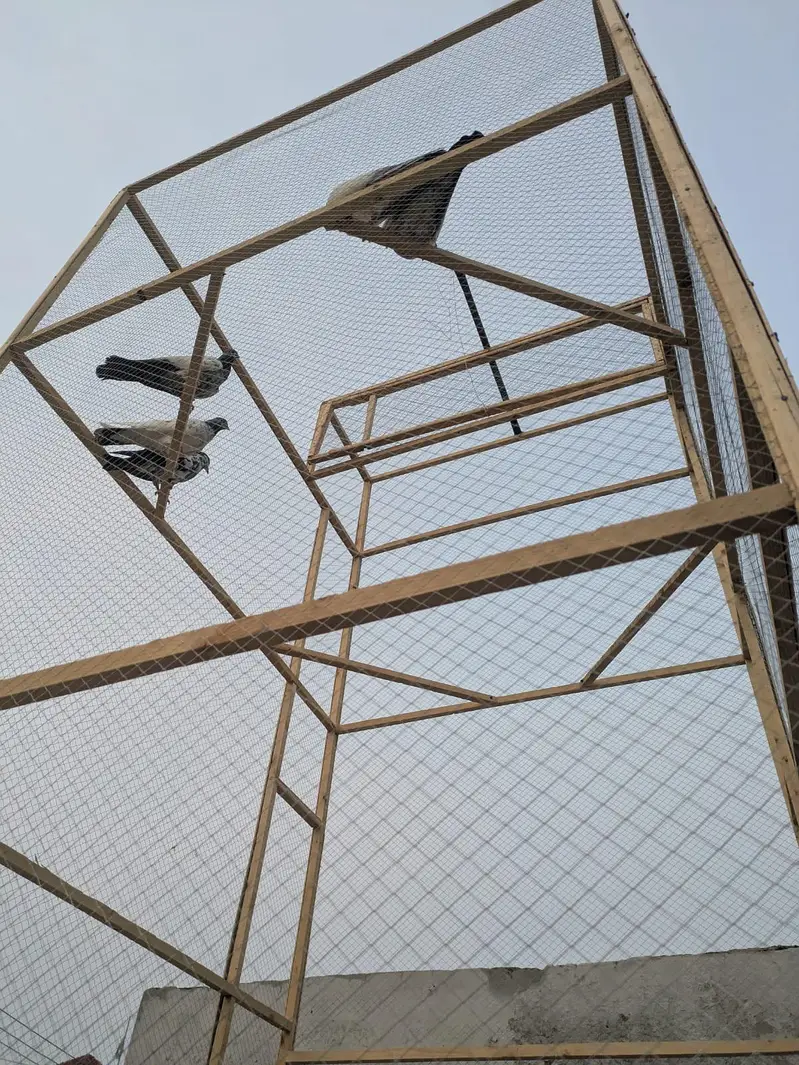 pigeon cage for sale — photo 5