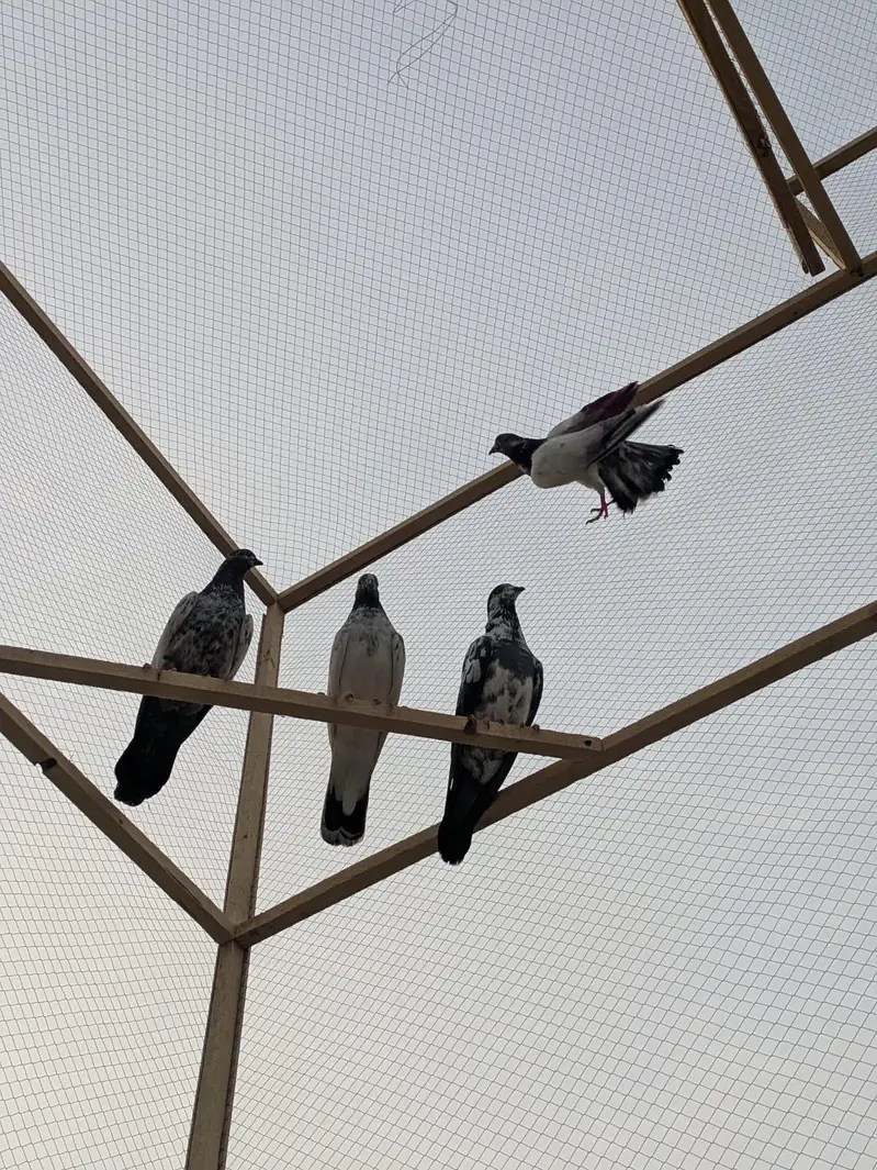 pigeon cage for sale — photo 7