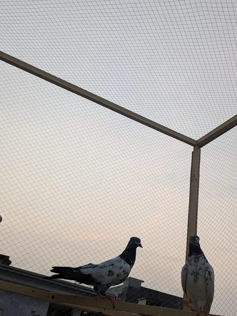 pigeon cage for sale — photo 8