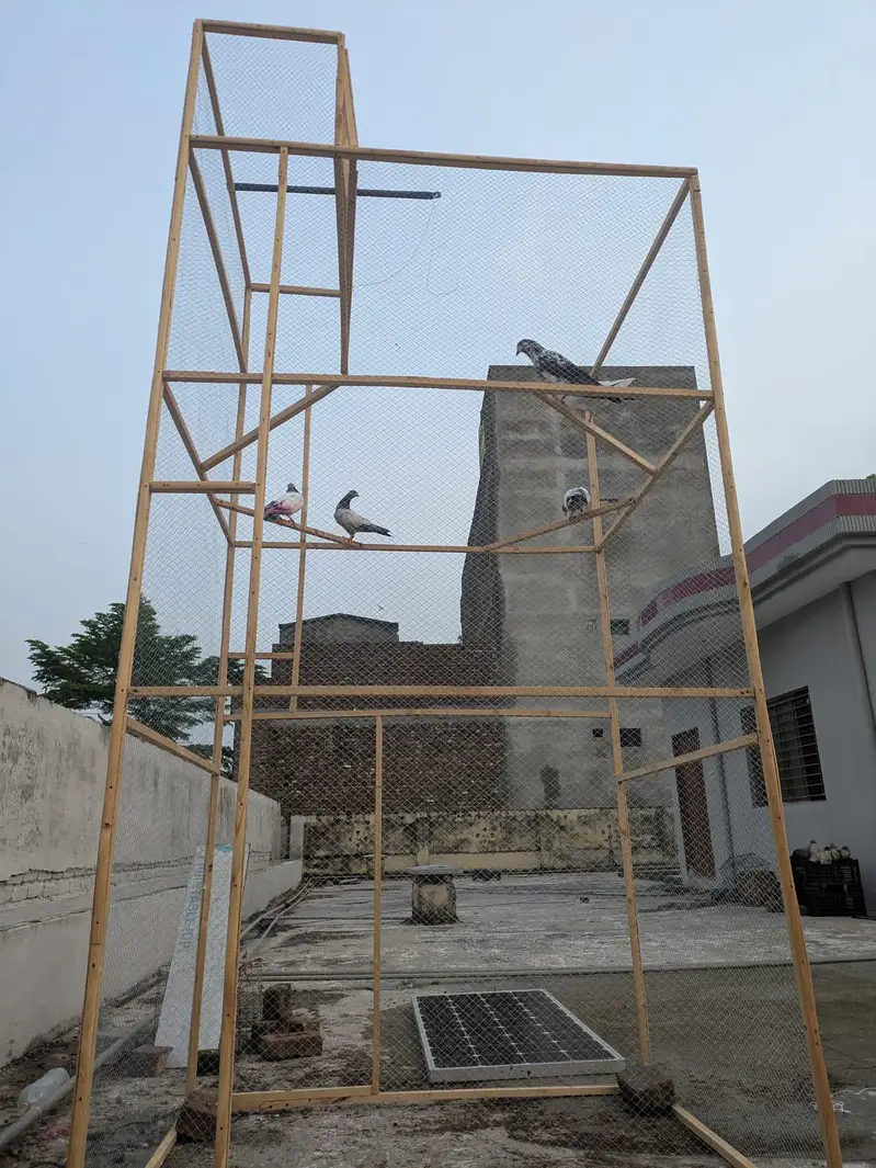 pigeon cage for sale — photo 10