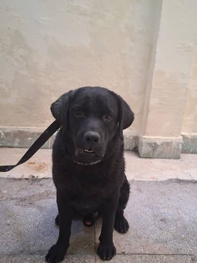 Imported Blood line Labrador Heavy bone