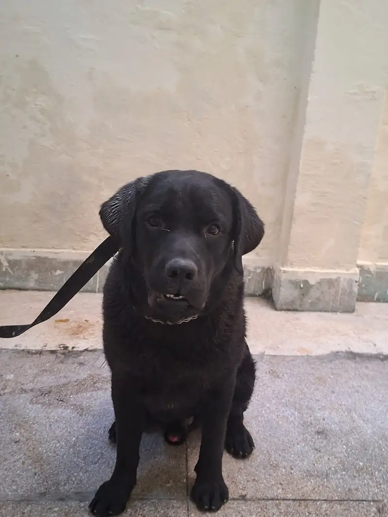 Imported Blood line Labrador Heavy bone