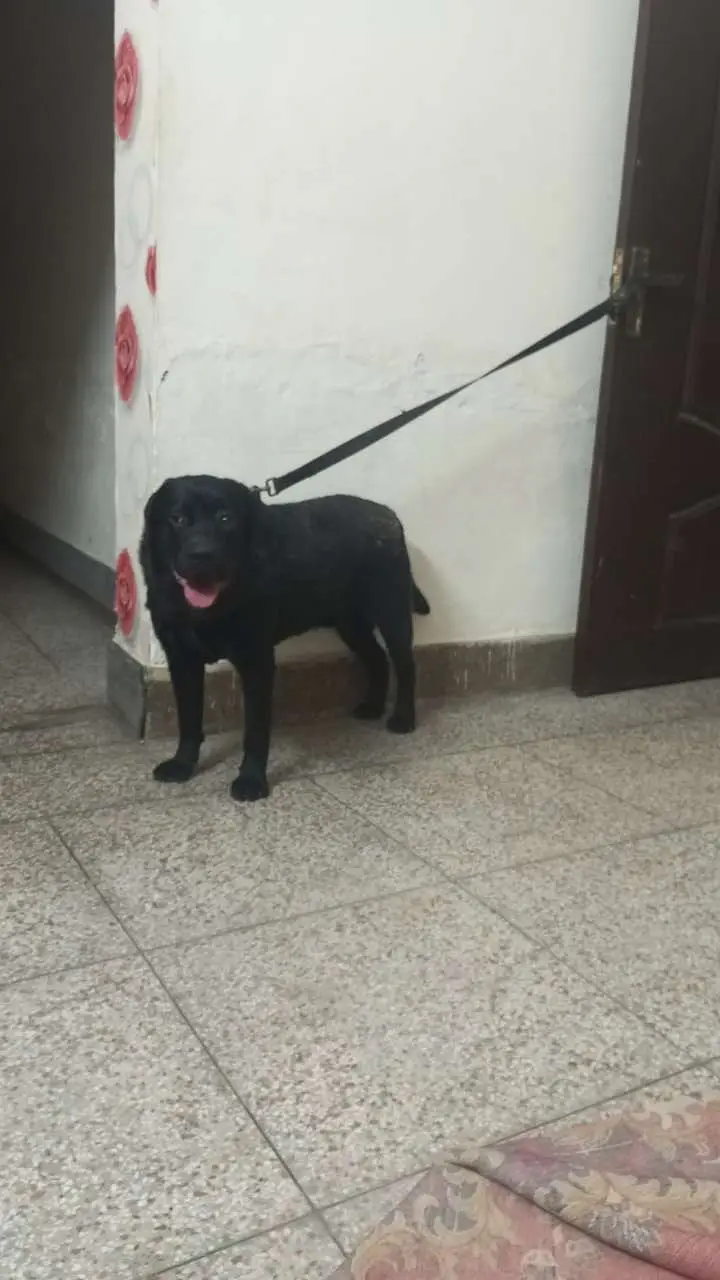 Imported Blood line Labrador Heavy bone — photo 2