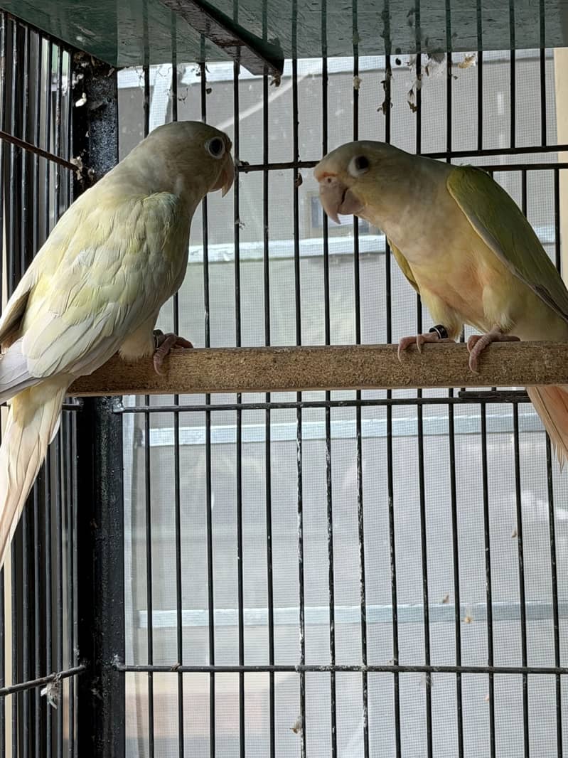 Mooncheek conure 1