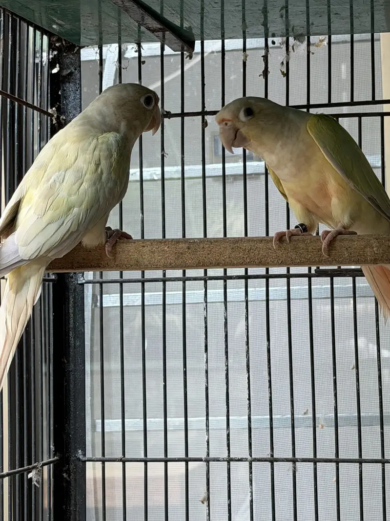Mooncheek conure — photo 2