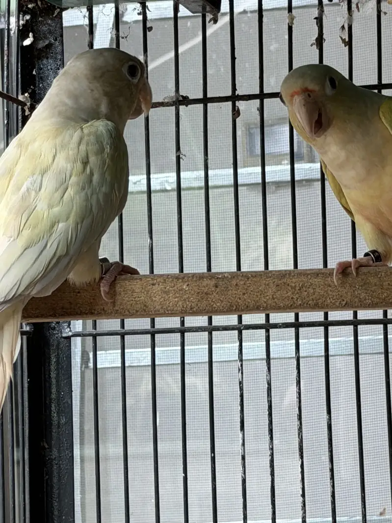 Mooncheek conure — photo 3