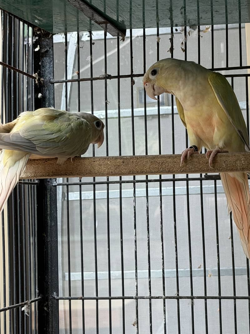 Mooncheek conure 3