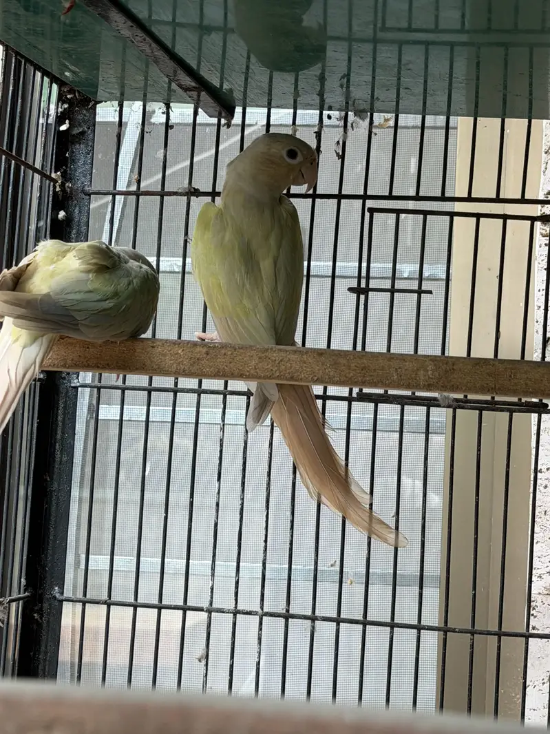 Mooncheek conure — photo 5