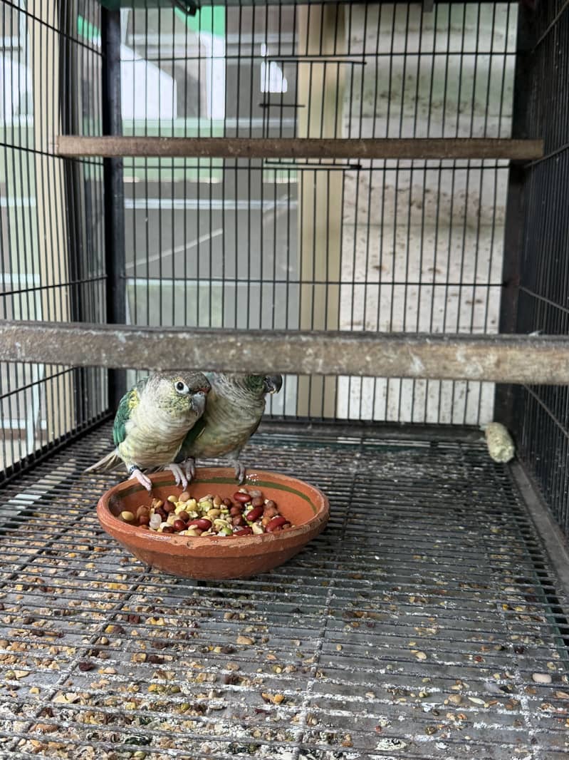 Mooncheek conure 5