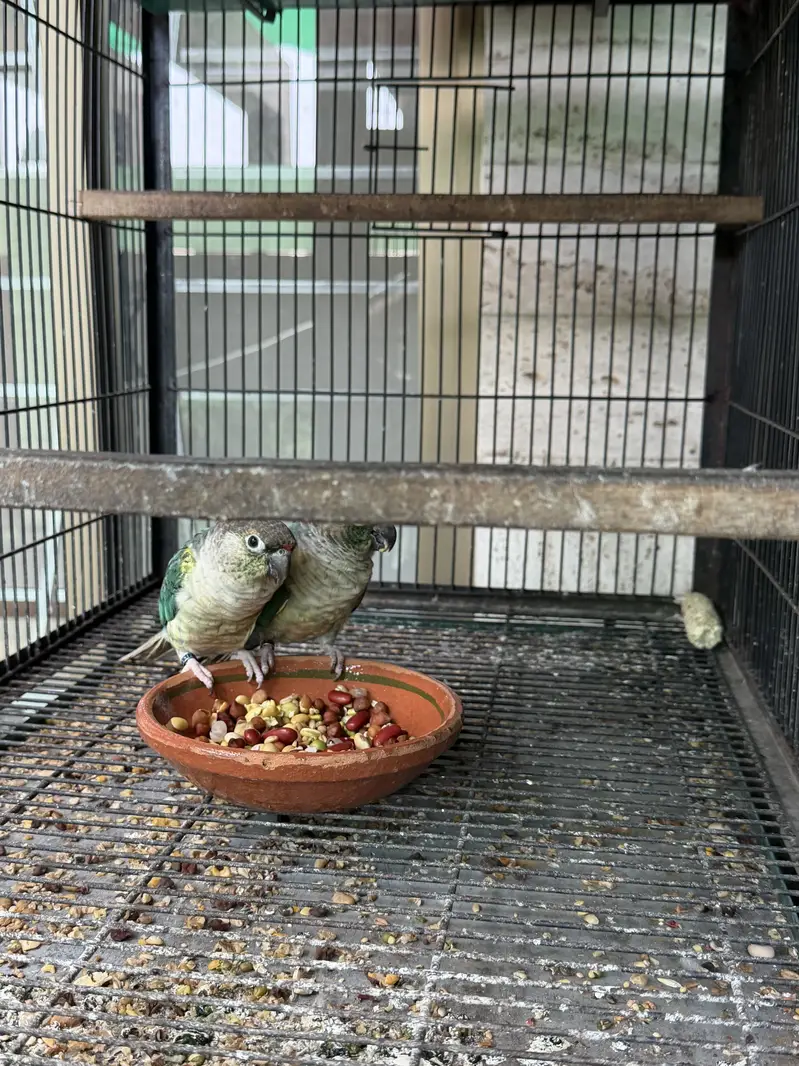 Mooncheek conure — photo 6
