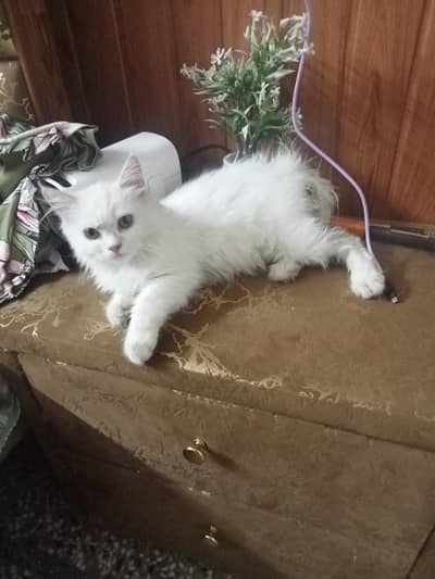 Sach a loving cat