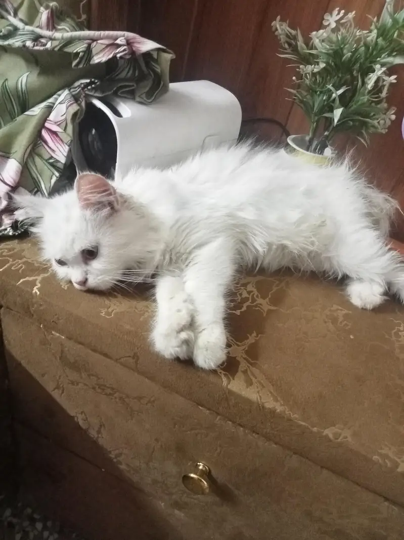Sach a loving cat — photo 2