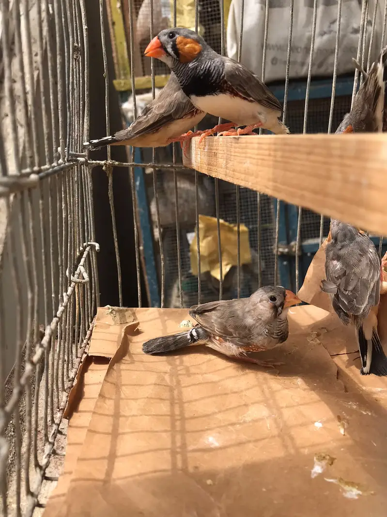 finches for sale — photo 2