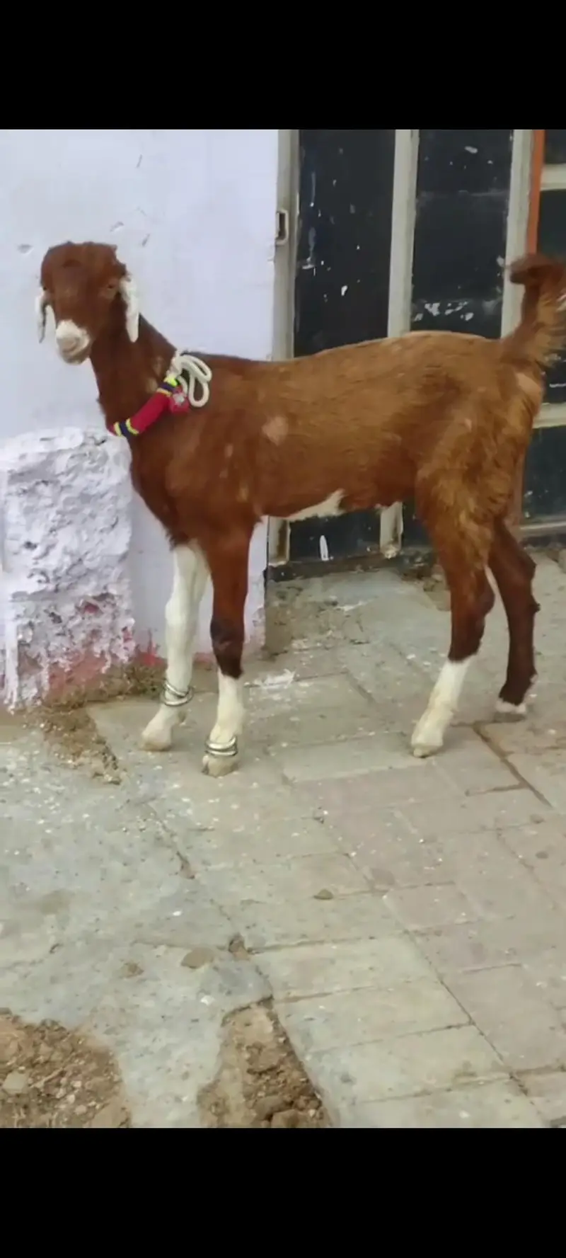 TOTAPARI  MALE  BAKRAA FOR SALE. . — photo 3