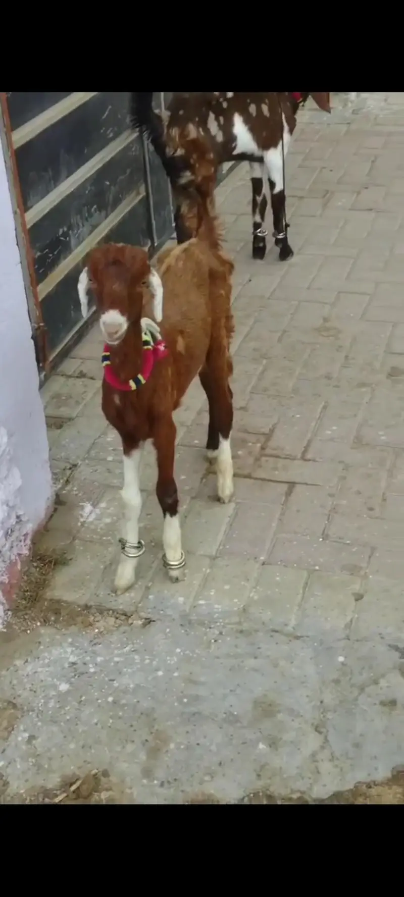 TOTAPARI  MALE  BAKRAA FOR SALE. . — photo 4