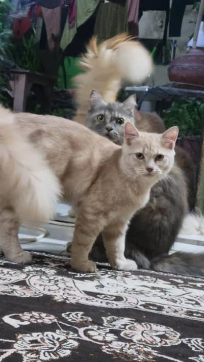 pertaining cat