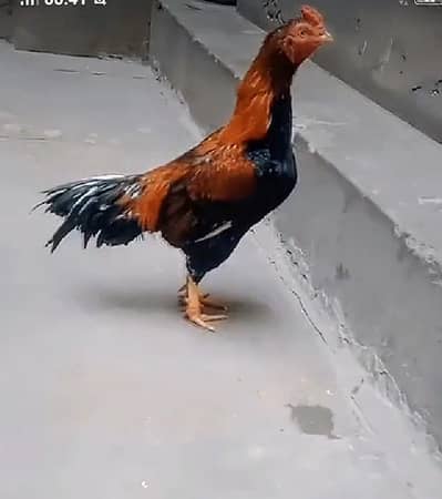 pure aseel blood line ka murga for sale ha