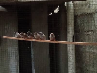 Finches Available