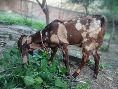 betal goat