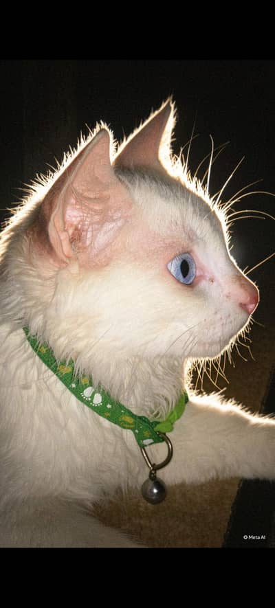 MALE CAT FOR SALE