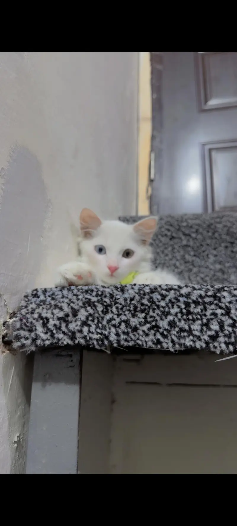 MALE CAT FOR SALE — photo 2