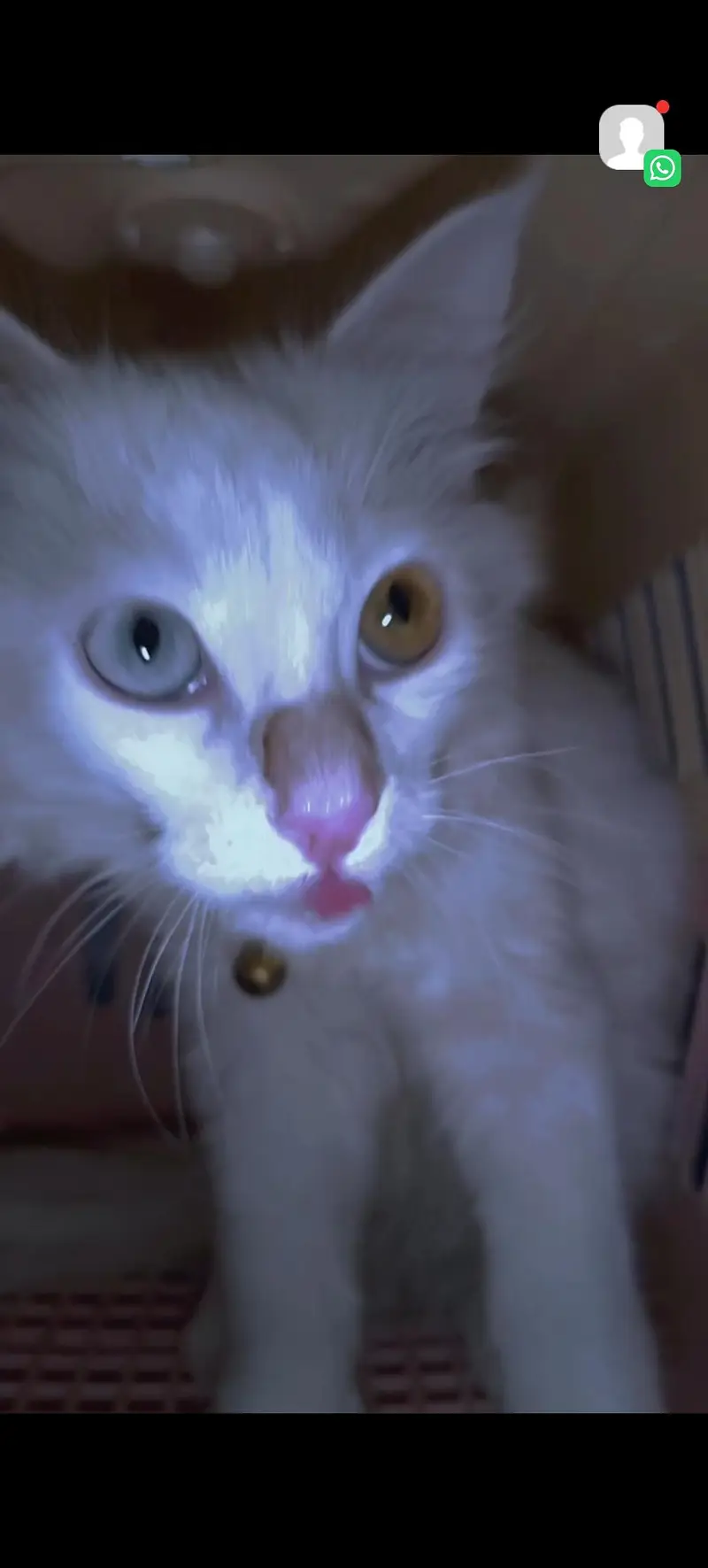 MALE CAT FOR SALE — photo 3