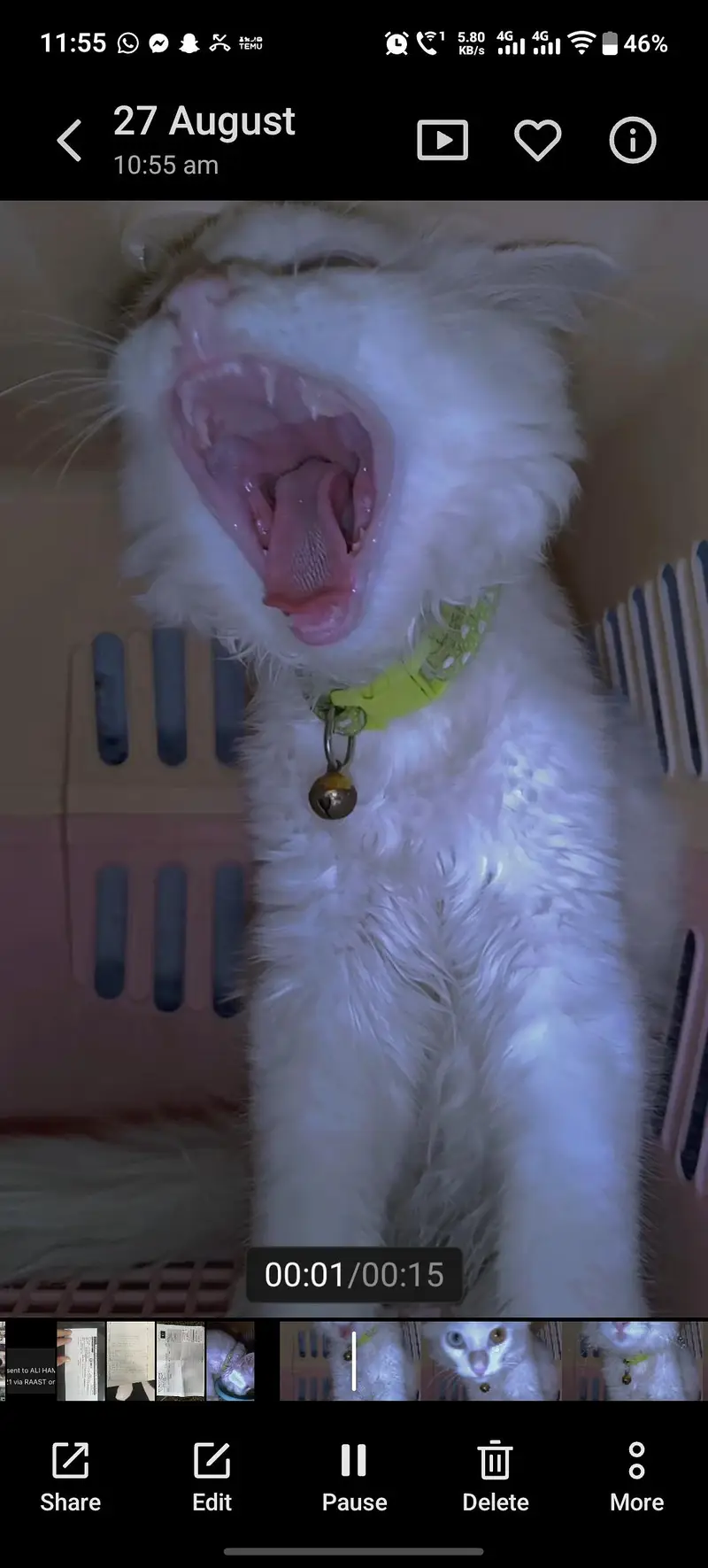 MALE CAT FOR SALE — photo 4