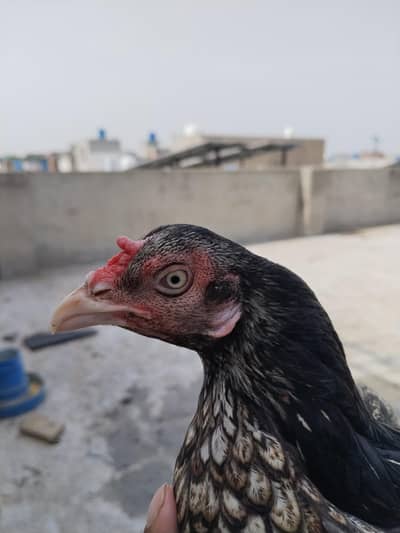 mianwali female for sale ande de rahi hai