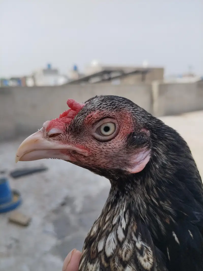mianwali female for sale ande de rahi hai — photo 2
