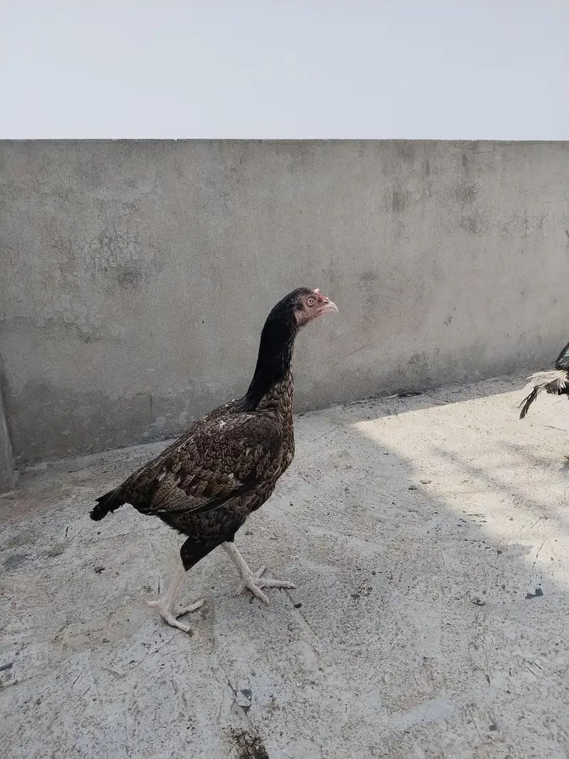 mianwali female for sale ande de rahi hai — photo 3