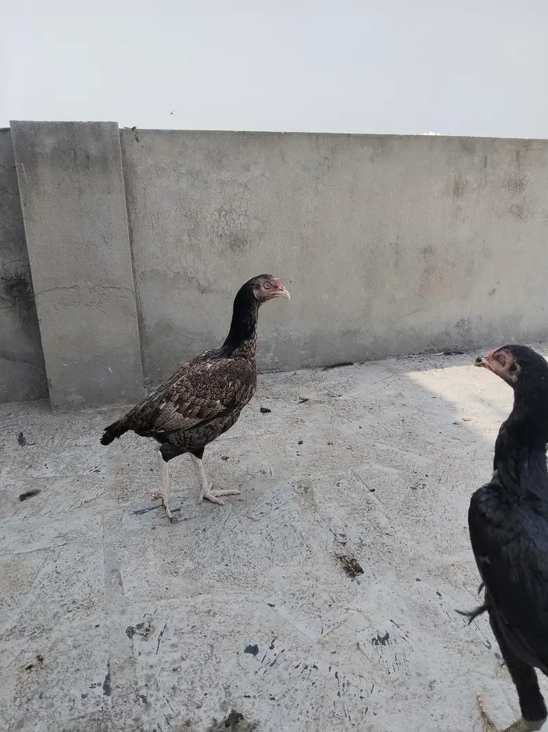 mianwali female for sale ande de rahi hai — photo 4
