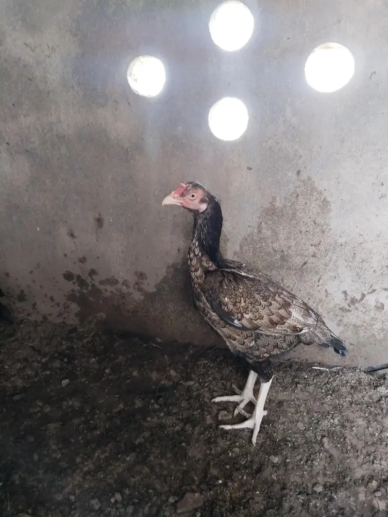 mianwali female for sale ande de rahi hai — photo 7