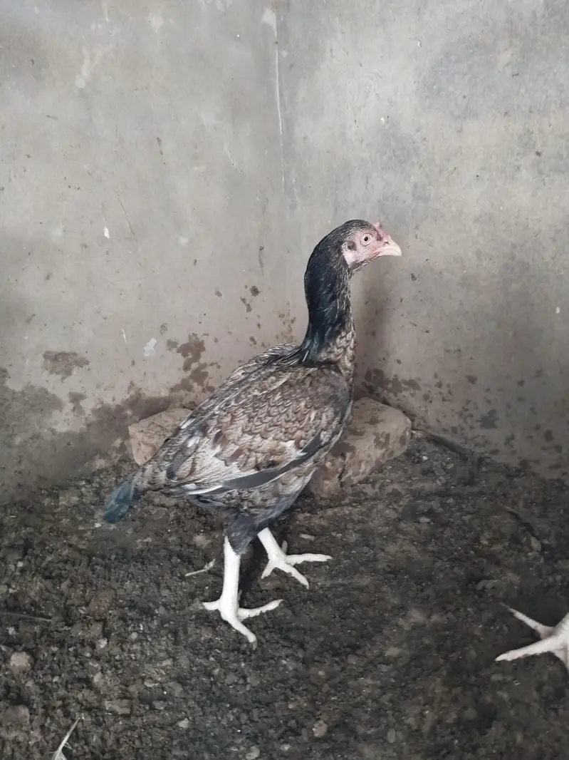 mianwali female for sale ande de rahi hai — photo 8