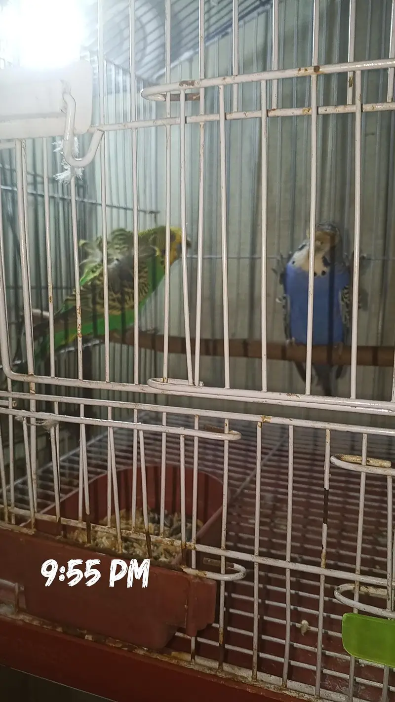 king size hogoromo pair exchange possible — photo 2
