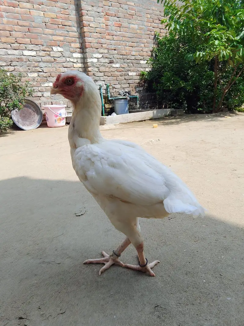 parrot beak hen — photo 2