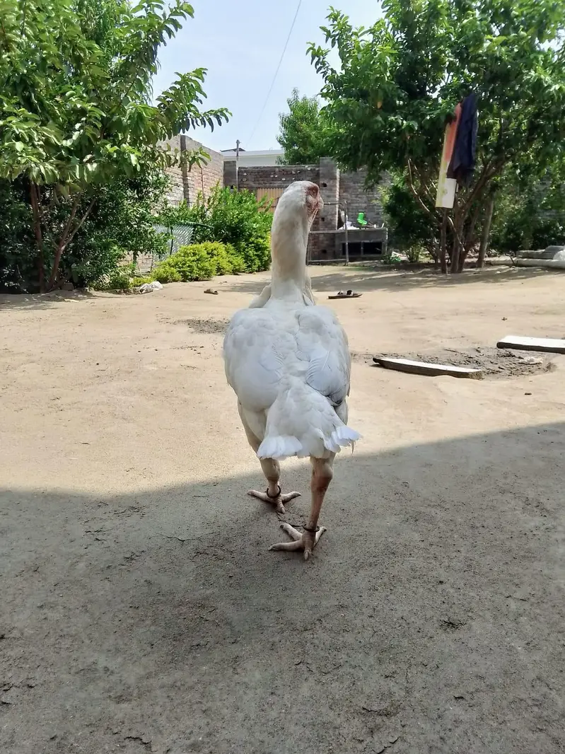 parrot beak hen — photo 3