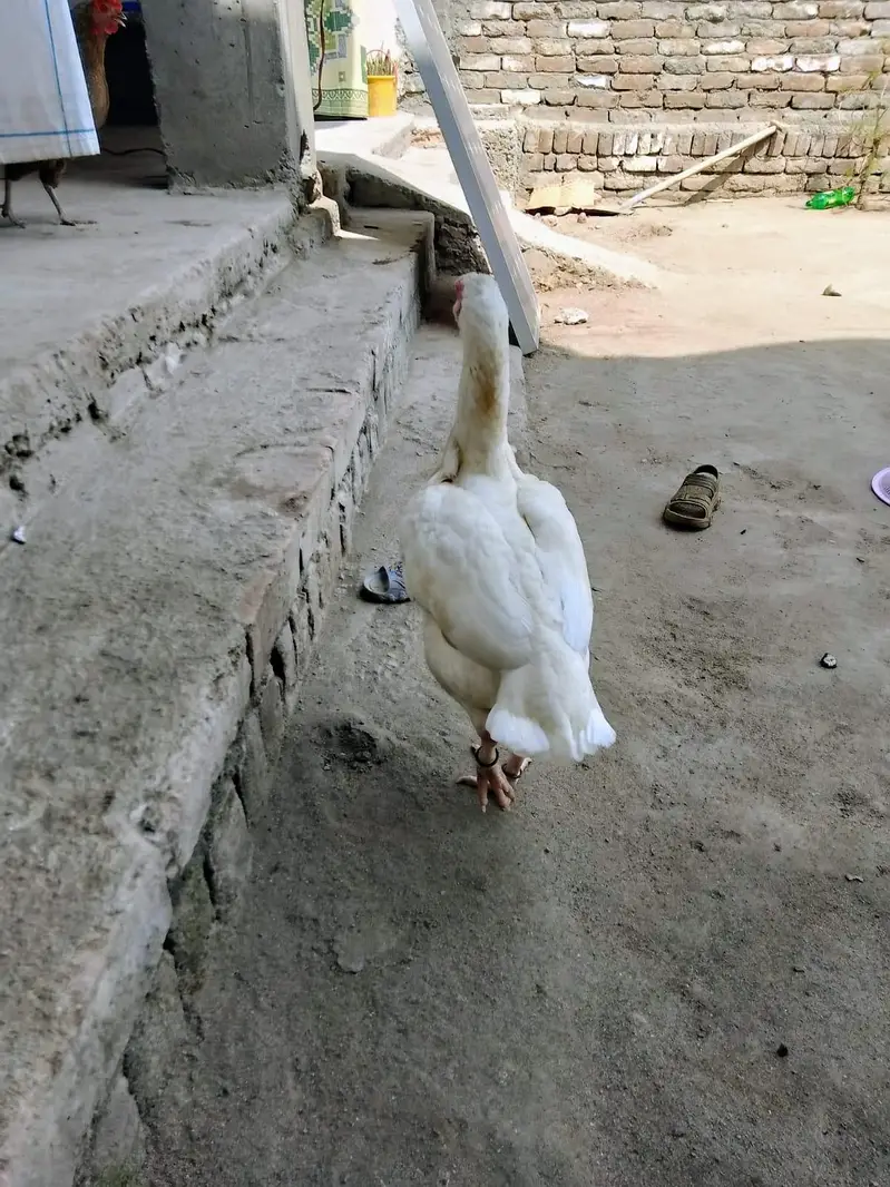 parrot beak hen — photo 4