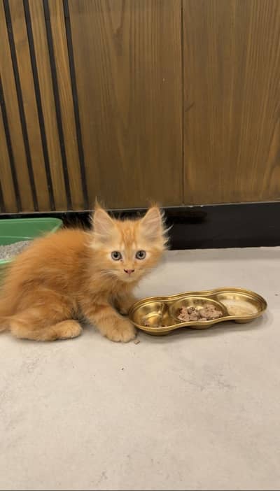 Cat for sale