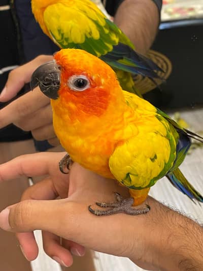 sunconure parrot hand tame friendly