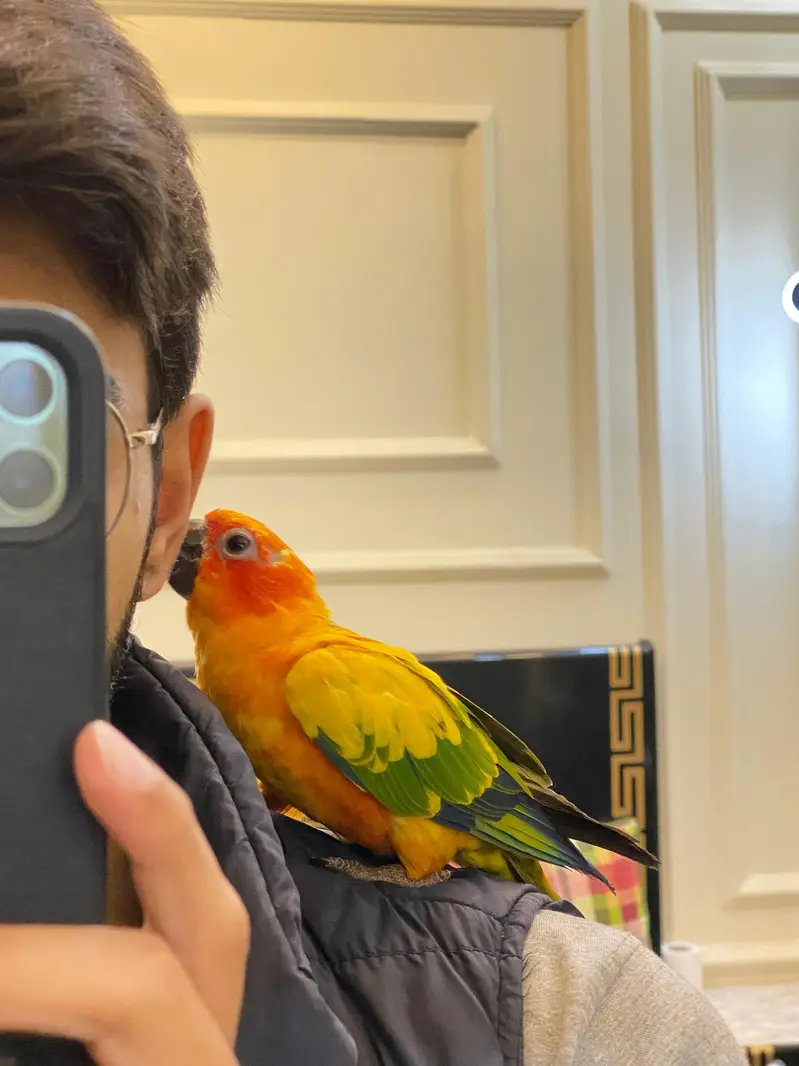 sunconure parrot hand tame friendly — photo 2