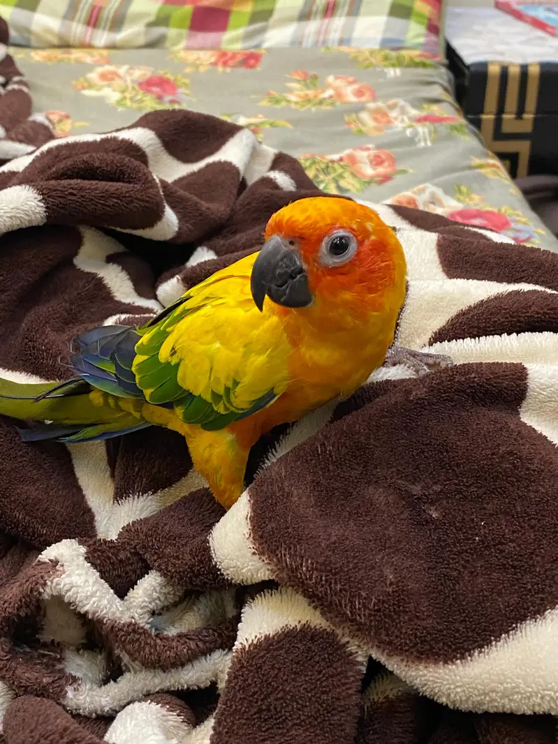 sunconure parrot hand tame friendly — photo 3