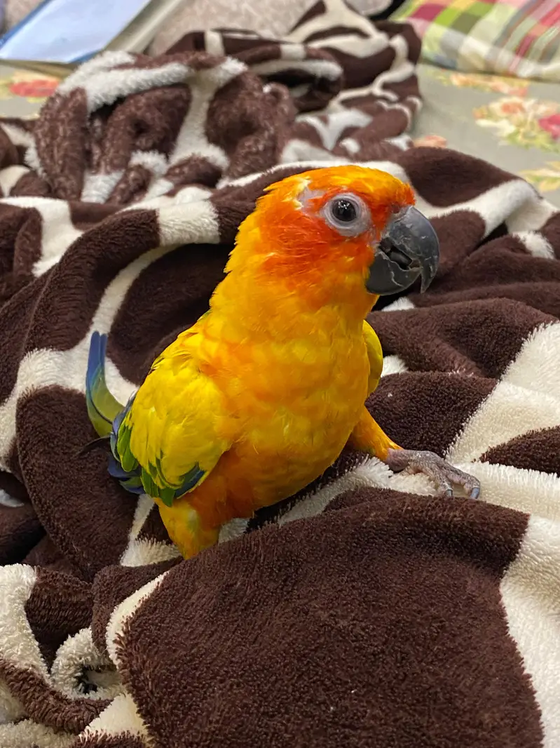 sunconure parrot hand tame friendly — photo 4