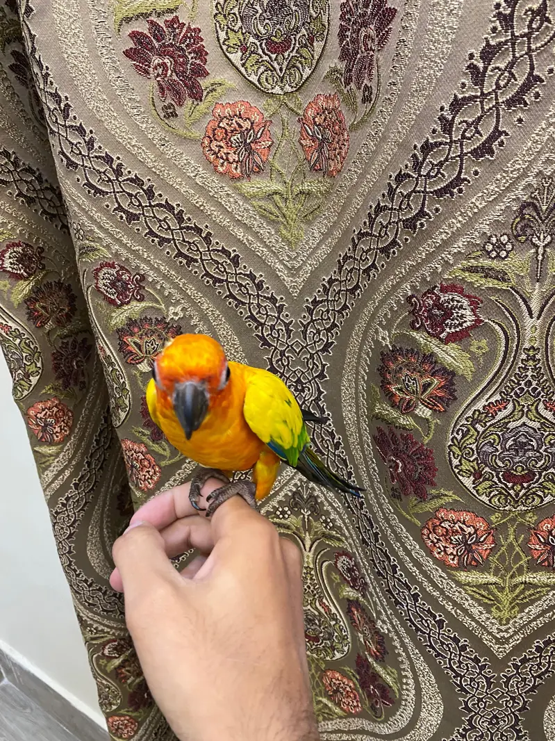 sunconure parrot hand tame friendly — photo 5