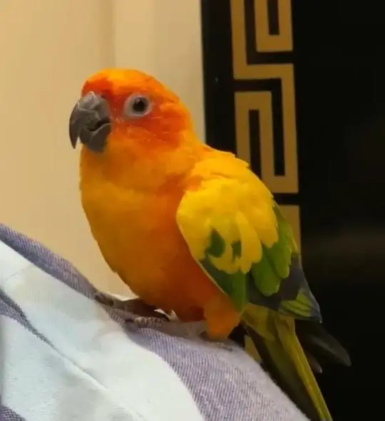 sunconure parrot hand tame friendly — photo 6