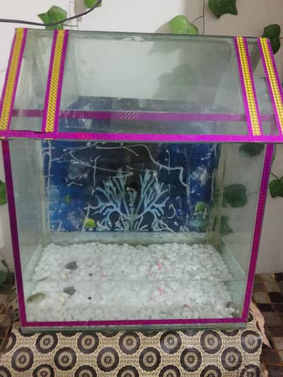 fish aquarium