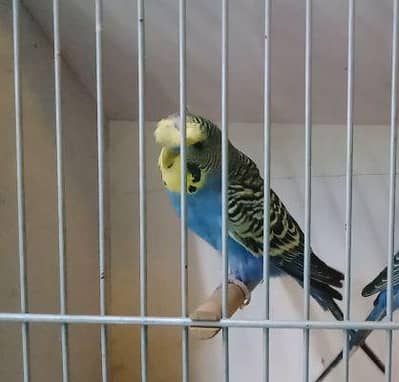 hogo split bf ready to breed male