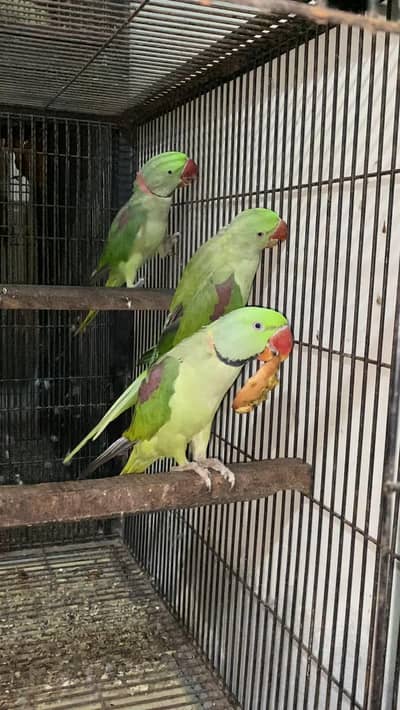 Raw pair + 1 extra Male